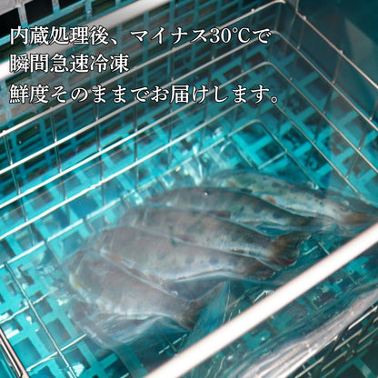 冷凍アメゴ 1パック～3パック