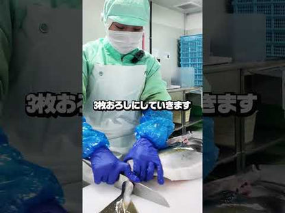 【脂のり抜群】冷蔵 鮮魚「乙女ブリ」 カマ・皮付き 半身 高知県産 800g【小島水産】