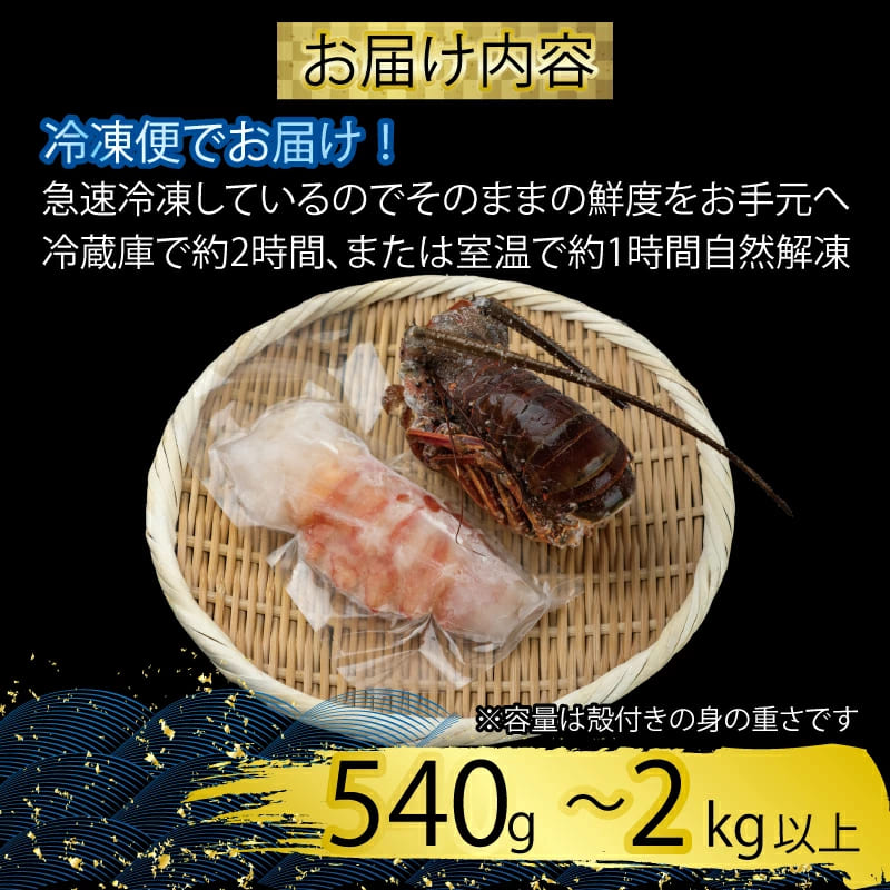 【捌いて発送！】でっかい天然剥き伊勢海老 刺身用