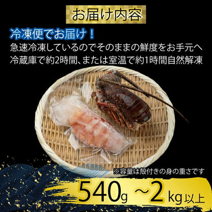 【捌いて発送！】でっかい天然剥き伊勢海老 刺身用