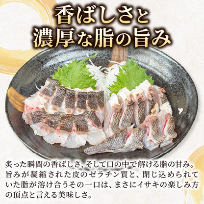【在庫限り】高知県須崎産 イサキ 皮付炙り お刺身用柵 半身分～1尾分【小サイズ】