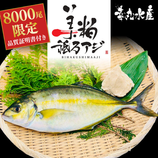【高級魚】美粕祇万アジ（シマアジ）
