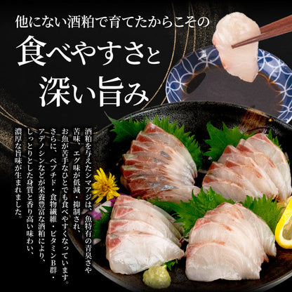 【高級魚】美粕祇万アジ（シマアジ）