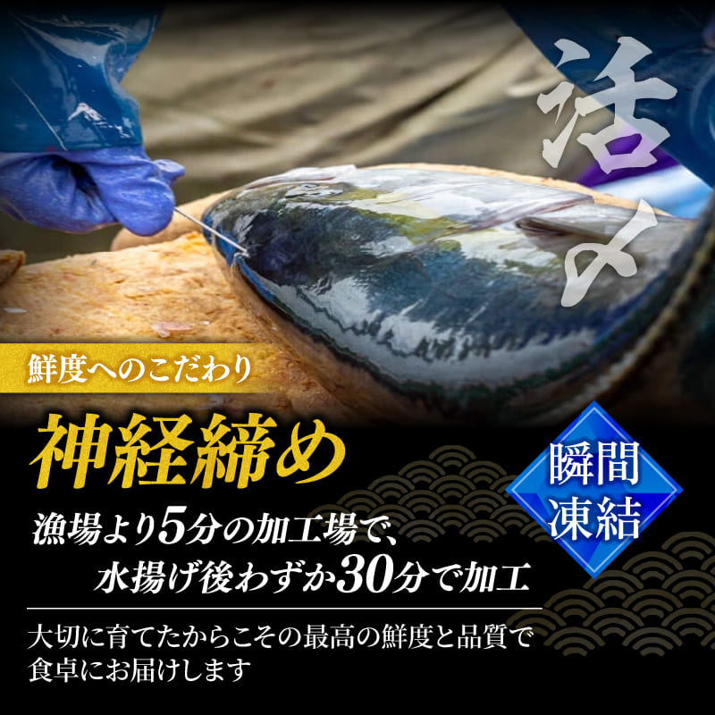 【高級魚】美粕祇万アジ（シマアジ）