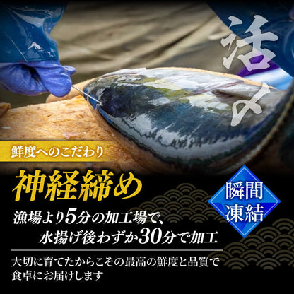 【高級魚】美粕祇万アジ（シマアジ）