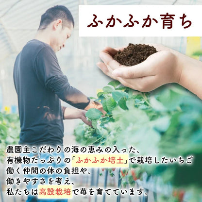 【朝どれ完熟いちご使用】フリーズドライいちご【1月上旬より順次発送】