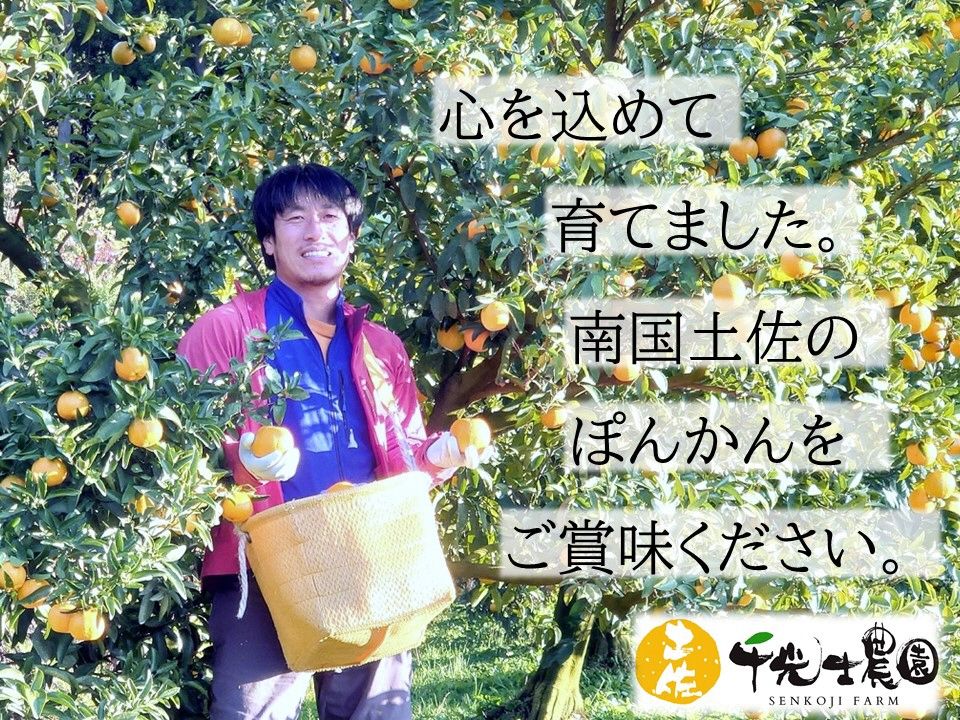 家庭用 高知県産ポンカン サイズ混合 1.7～15kg – 高知かわうそ市場