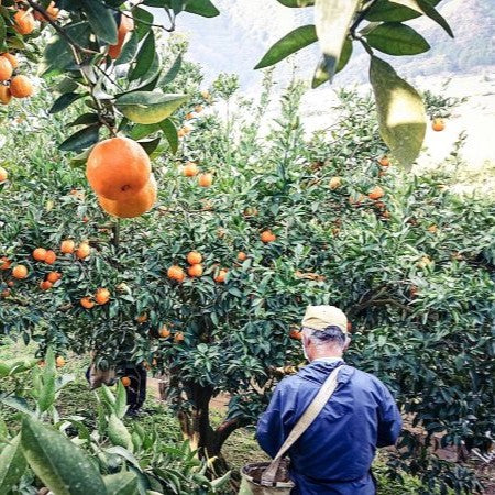 家庭用 高知県産ポンカン サイズ混合 1.7～15kg – 高知かわうそ市場