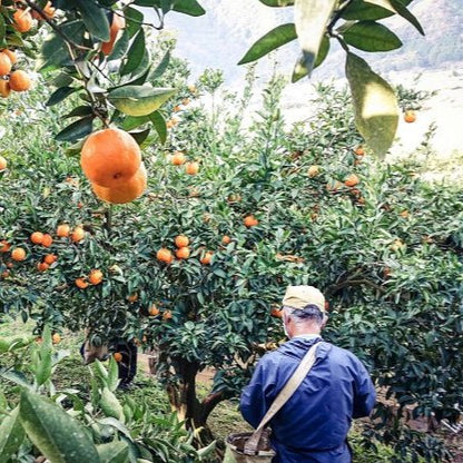 家庭用 高知県産ポンカン サイズ混合 1.7～15kg