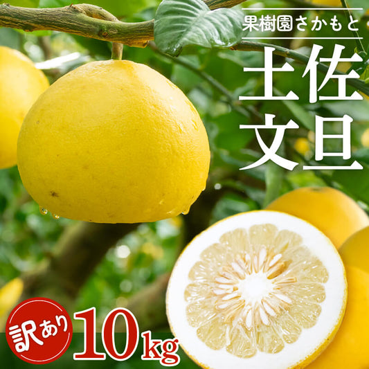 訳あり土佐文旦10kg【高知県須崎産・果樹園さかもと】【柑橘】