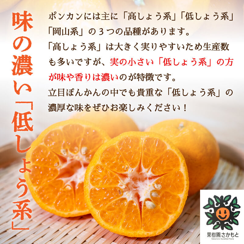 【今季終了】【贈答用】立目ぽんかん（低しょう系）Mサイズ 5kg【果樹園さかもと】【柑橘】【2月16日販売終了】