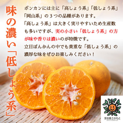 【今季終了】【贈答用】立目ぽんかん（低しょう系）Mサイズ 5kg【果樹園さかもと】【柑橘】【2月16日販売終了】