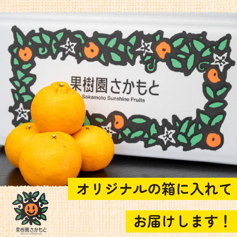 今季終了】【贈答用】立目ぽんかん（低しょう系）Mサイズ 10kg