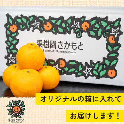 【今季終了】【贈答用】立目ぽんかん（低しょう系）Mサイズ 10kg【果樹園さかもと】【2月16日販売終了】