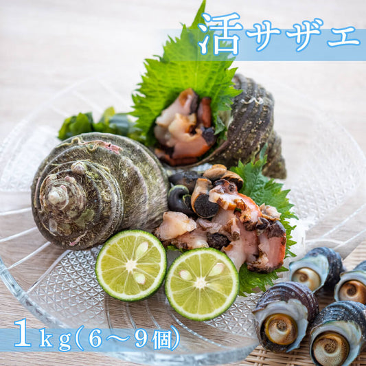 愛媛県産・活サザエ【お届け不可地域あり】