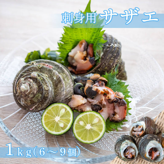 愛媛県産・刺身用サザエ【お届け不可地域あり】