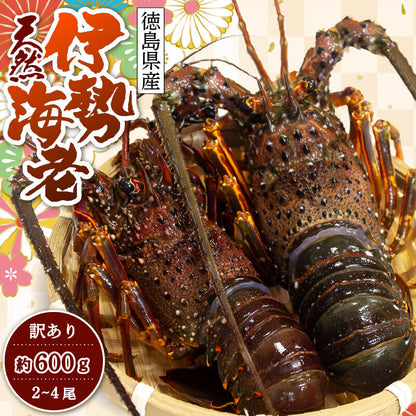 天然伊勢海老(徳島県産）訳あり 2〜4尾　約600g