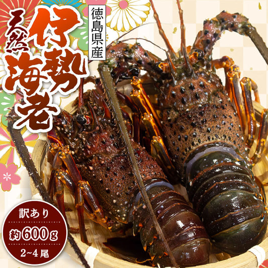 天然伊勢海老(徳島県産）訳あり 2〜4尾　約600g