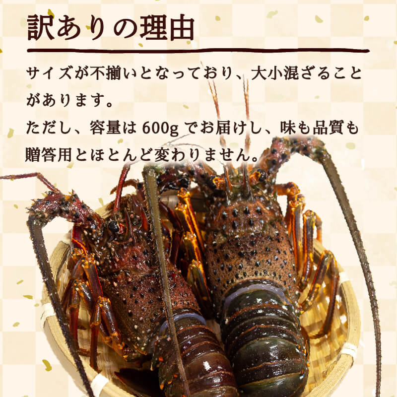 天然伊勢海老(徳島県産）訳あり 2〜4尾　約600g