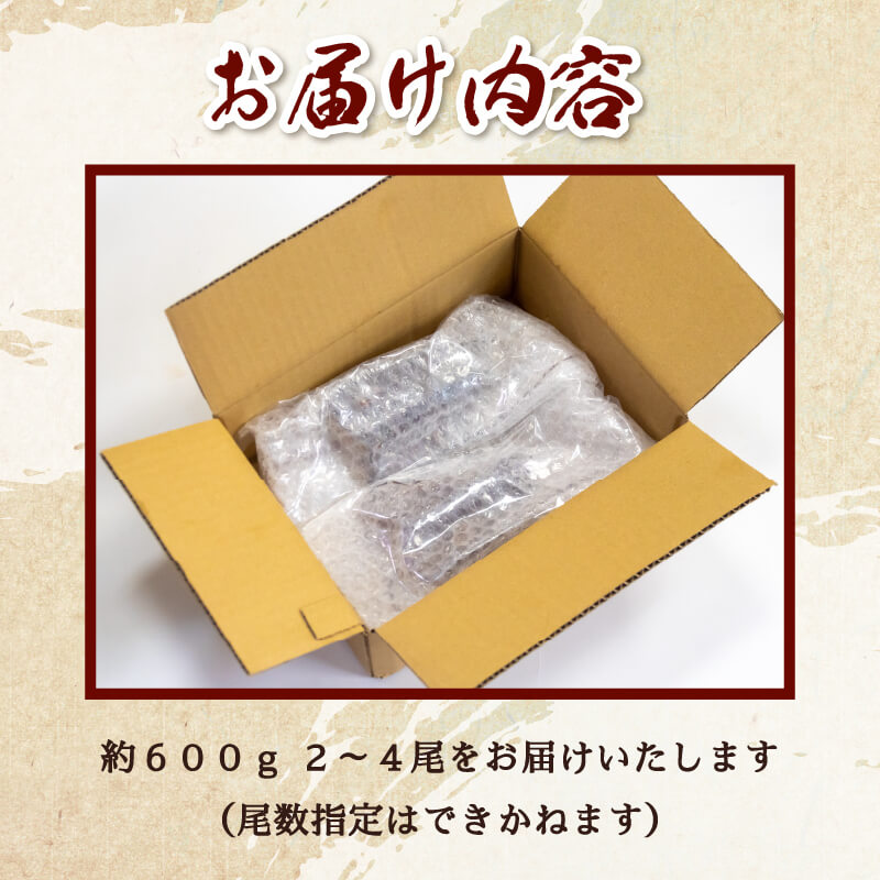 天然伊勢海老(徳島県産）訳あり 2〜4尾　約600g