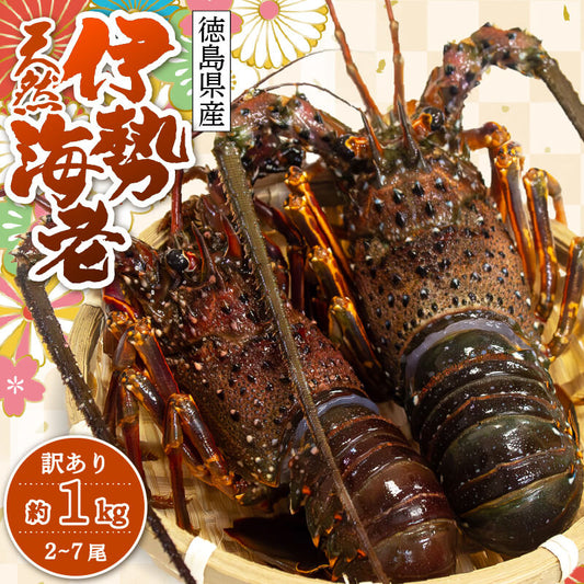 天然伊勢海老（徳島県産）　訳あり 2〜7尾　約1kg