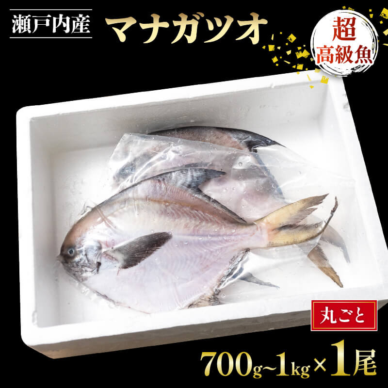 幻の超高級魚愛媛県産マナガツオ！！ 幻の超高級魚愛媛県産マナガツオ！！
