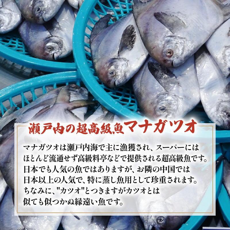 幻の超高級魚愛媛県産マナガツオ！！ 幻の超高級魚愛媛県産マナガツオ！！