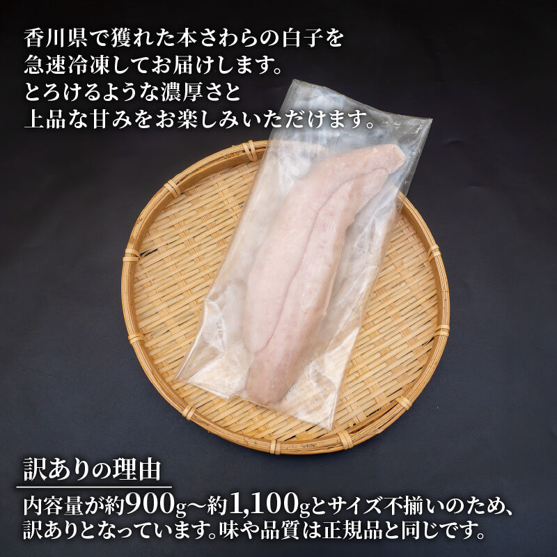 訳あり　サイズ不揃い　冷凍本サワラ白子　約900g