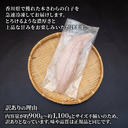 訳あり　サイズ不揃い　冷凍本サワラ白子　約900g