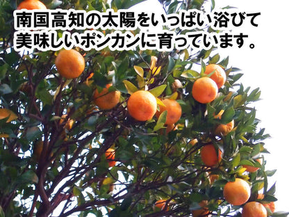 甘くておいしい有機ポンカン　訳あり5kg【高知県須崎市・田條園】【柑橘】