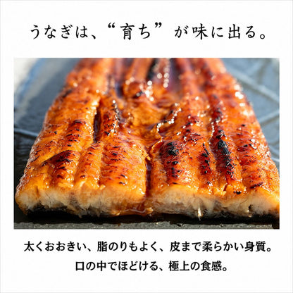 【高知県産】土佐はちきんうなぎ 蒲焼き 【サイズ・容量選択可】