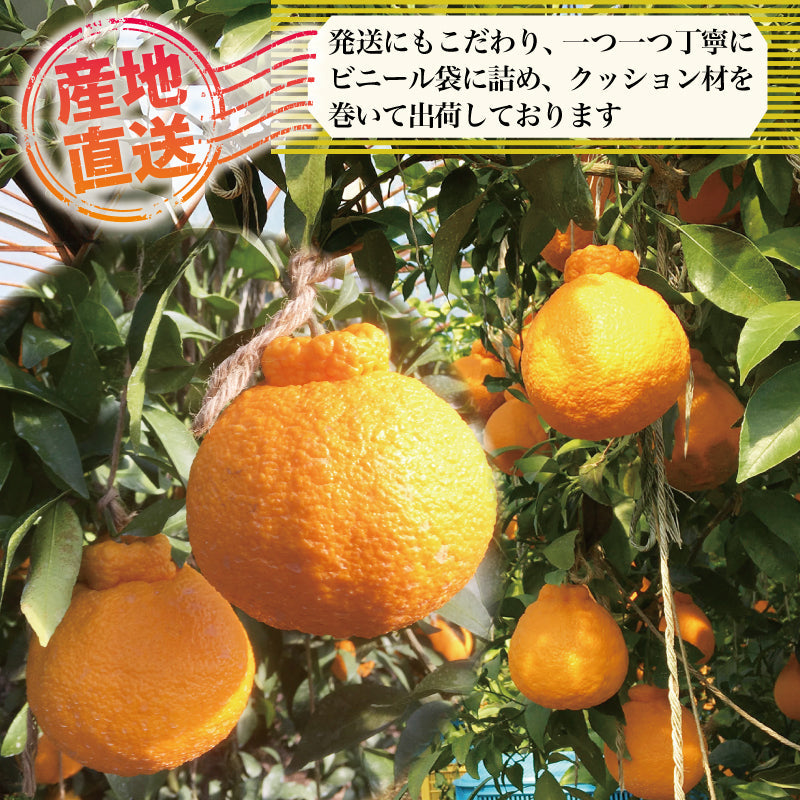 【スマイル】M玉不知火4Kg+ブス不知火6Kg+伊予柑4Kg　同梱発送 5148vK-E8PL._AC_SY200_QL15_.jpg