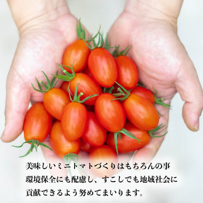 徳島県・阿波市産 ボーノトマト 2kg【山下農園】