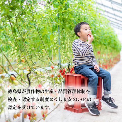 徳島県・阿波市産 ボーノトマト 4kg【山下農園】