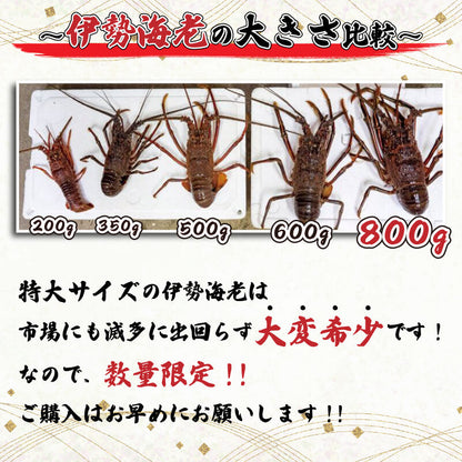 【超特大】職人吉岡の冷凍伊勢海老 1尾800g以上の超特大サイズ！