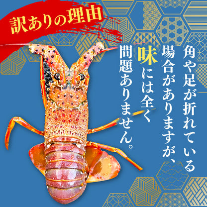 【訳あり】職人吉岡の冷凍伊勢海老1.4キロ　(2〜7尾)