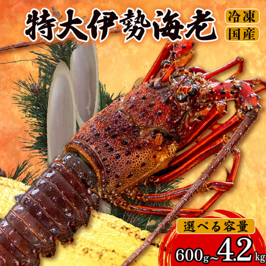 【年末予約専用】　【特大】伊勢海老 選べる容量 600g～4.2kg